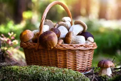 Češi národ houbařů – jaké jedlé houby můžete v lese v srpnu a září najít