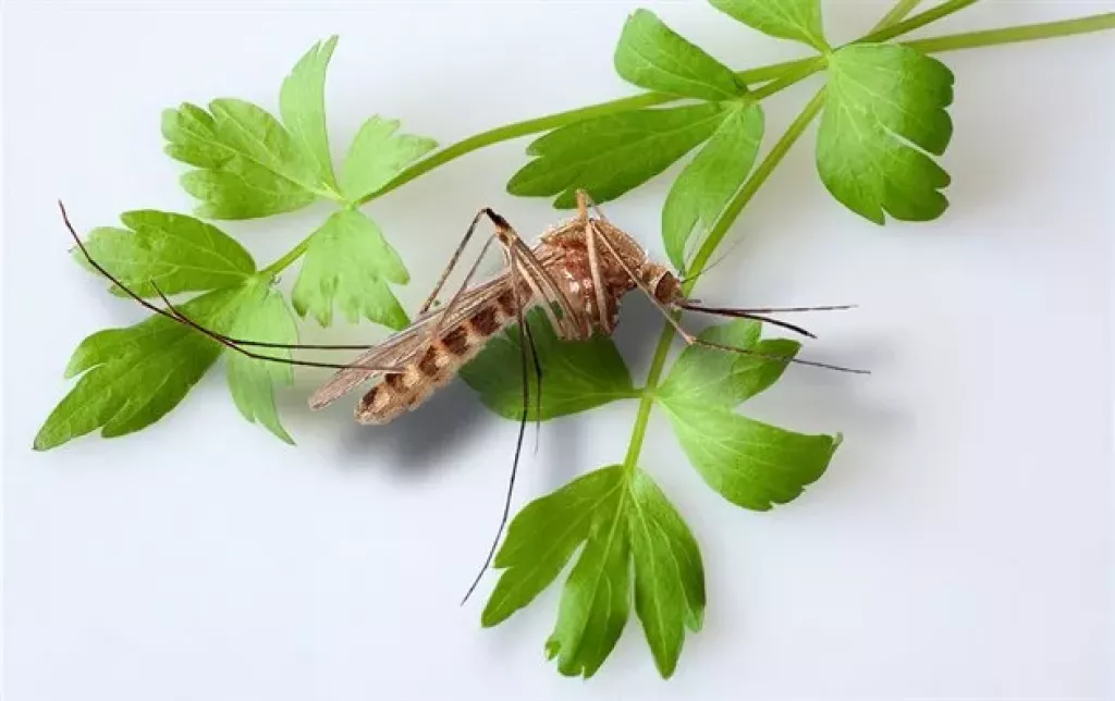 Jak se chránit proti komárům? (Foto: Elements.envato.com)