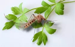 Jak se chránit proti komárům? Vyrobte si domácí repelent