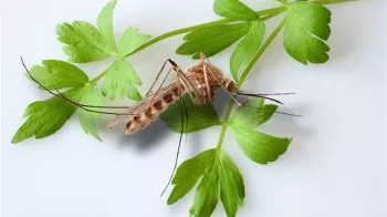 Jak se chránit proti komárům? Vyrobte si domácí repelent