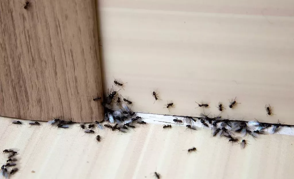 Mravenci jsou doma nevítaní hosté (Foto: Depositphotos.com)