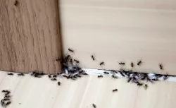 7 triků, jak se zbavit mravenců na zahradě i v domácnosti