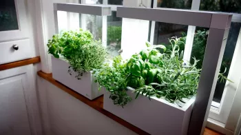Jak pěstovat doma zeleninu a ovoce: Na terase můžete mít i vlastní sad