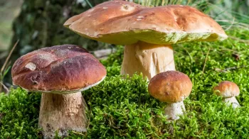 Houbaření v listopadu, jaké houby můžeme najít?