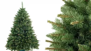 Jak vybrat vánoční stromeček? Už teď jsou první k dostání