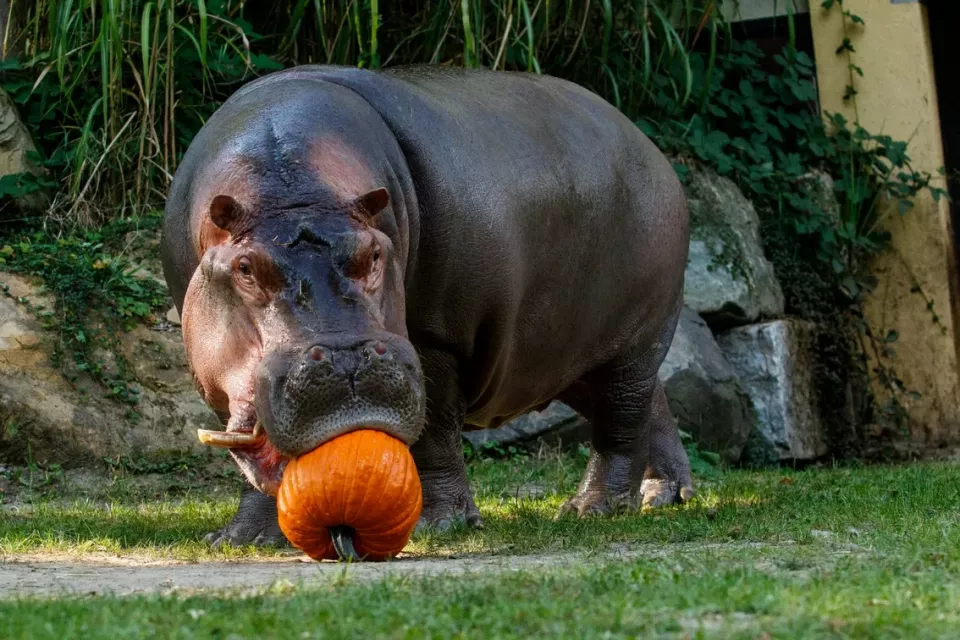 Hroch obojživelný (Foto: Zoo-ostrava.cz)