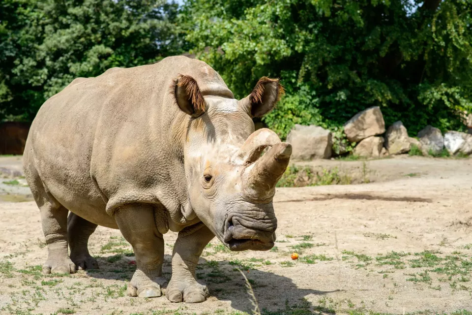 Nosorožec bílý severní (Foto: Safaripark.cz)