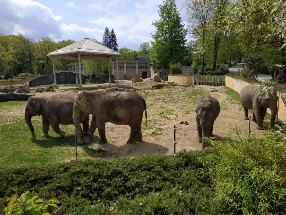 Sloni indičtí (Foto: zoo-ostrava.cz)