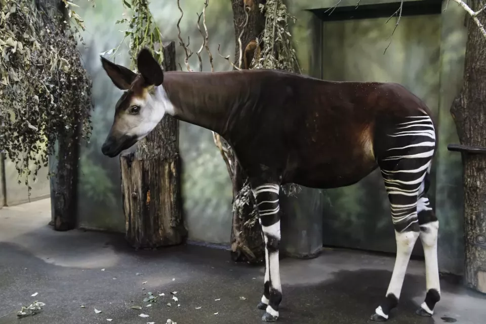 Okapi (Foto: Safaripark.cz)