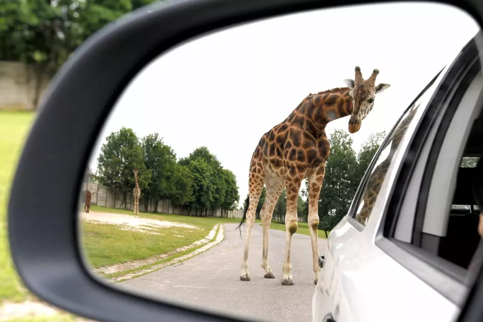  (Foto: Safaripark.cz)