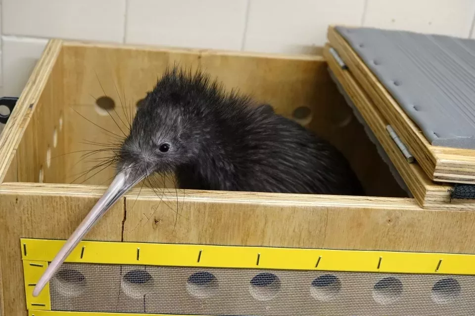 Kivi hnědý (Foto: Zoozlin.eu)