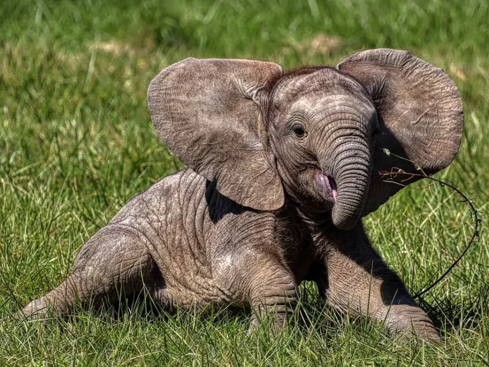 Slůně slona afrického (Foto: Zoozlin.eu)