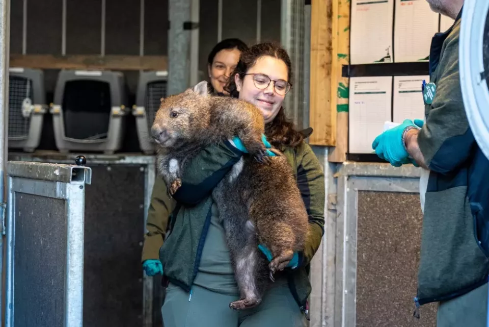 Samička vombata z kodaňské zoo (Foto: Zoopraha.cz)
