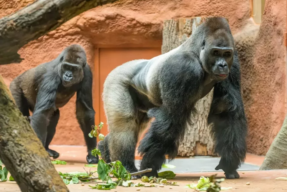 Gorily nížinné v pražské zoo (Foto: Zoopraha.cz)