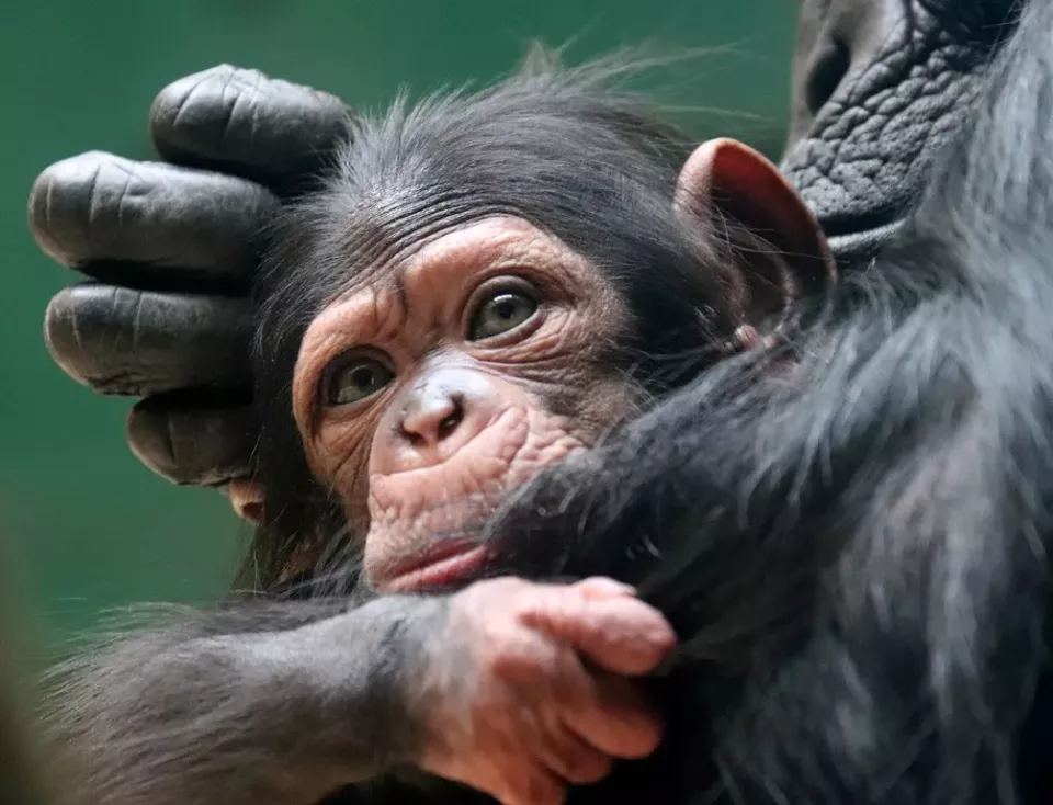 Mládě šimpanze učenlivého (Foto: zooplzen.cz)