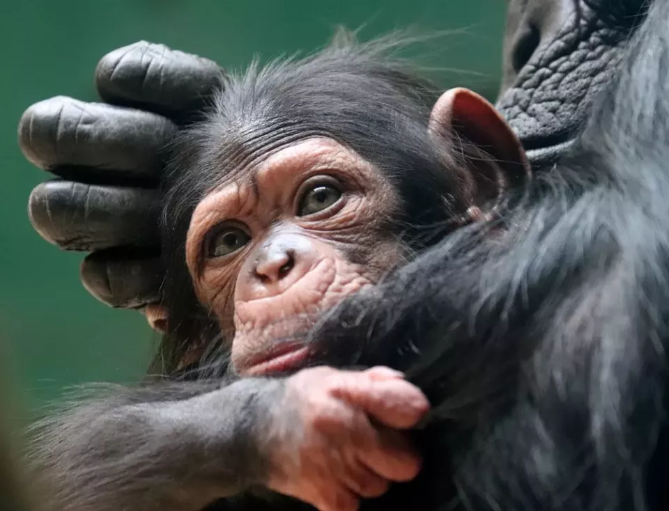 Mládě šimpanze učenlivého (Foto: Zooplzen.cz)