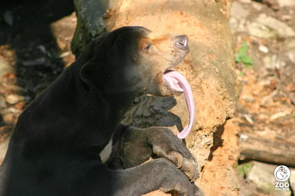 Medvěd malajský (Foto: Zoojihlava.cz)
