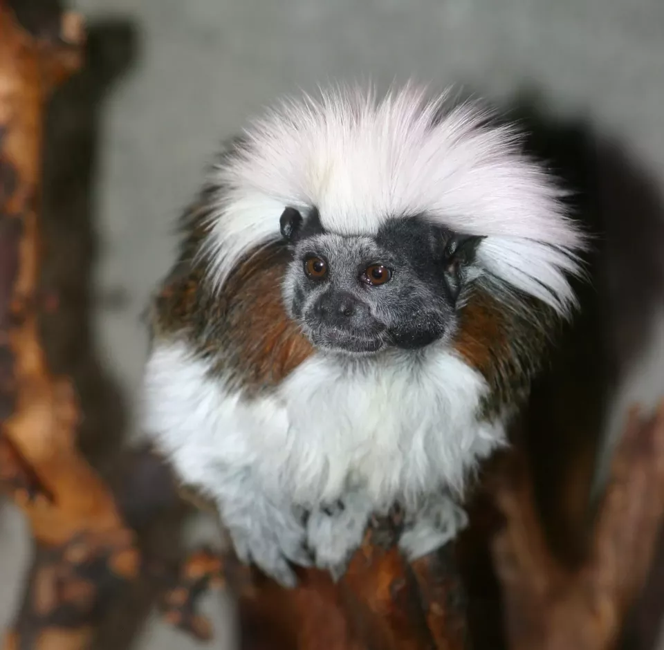 Tamarín pinčí (Foto: Zoojihlava.cz)