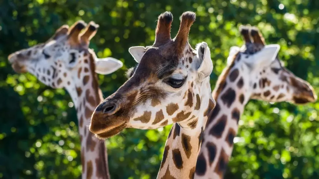 Žirafa Rothschildova (Foto: Zoopraha.cz)
