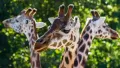 Tipy na výlety do zoo – nejlépe hodnocené zoologické zahrady v ČR