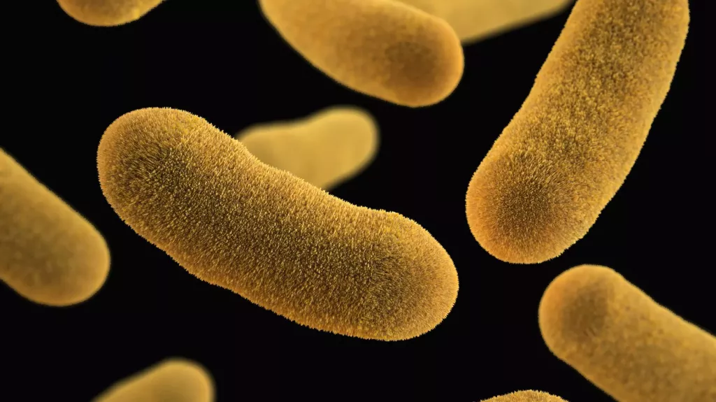 Pomohou bakterie s rozkladem polyethylenu? (Foto: Unsplash)