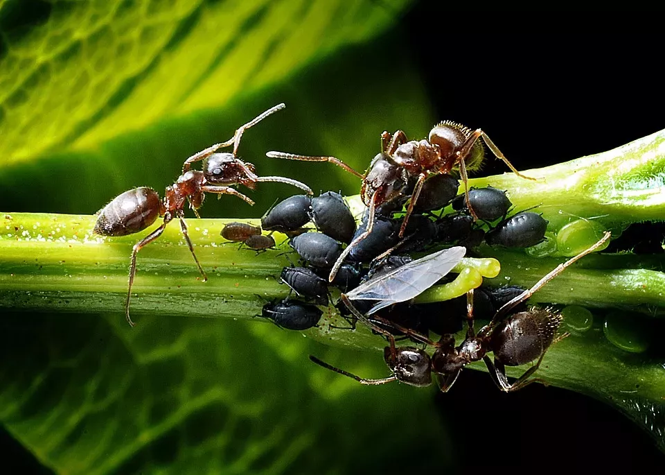 Mravenci a mšice na zahradě (Foto: Pixabay.com)