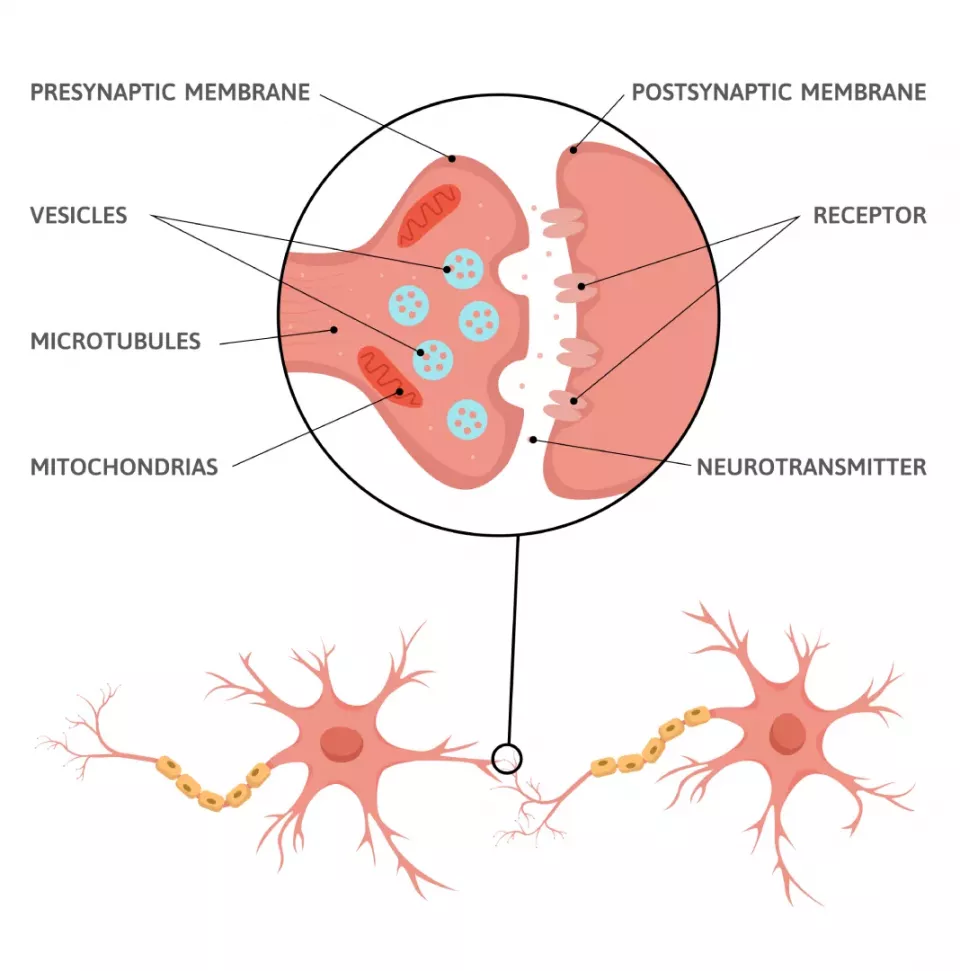 Synapse: Schematické znázornění synaptické štěrbiny mezi dvěma neurony. (Foto: Macrovectoron)