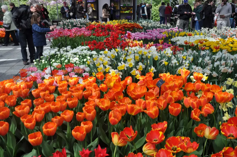 Keukenhof: Tulipány byly intenzivně šlechtěny k okrasným účelům, takže existuje velká variabilita tvarů a barev (Foto: Top.cz)
