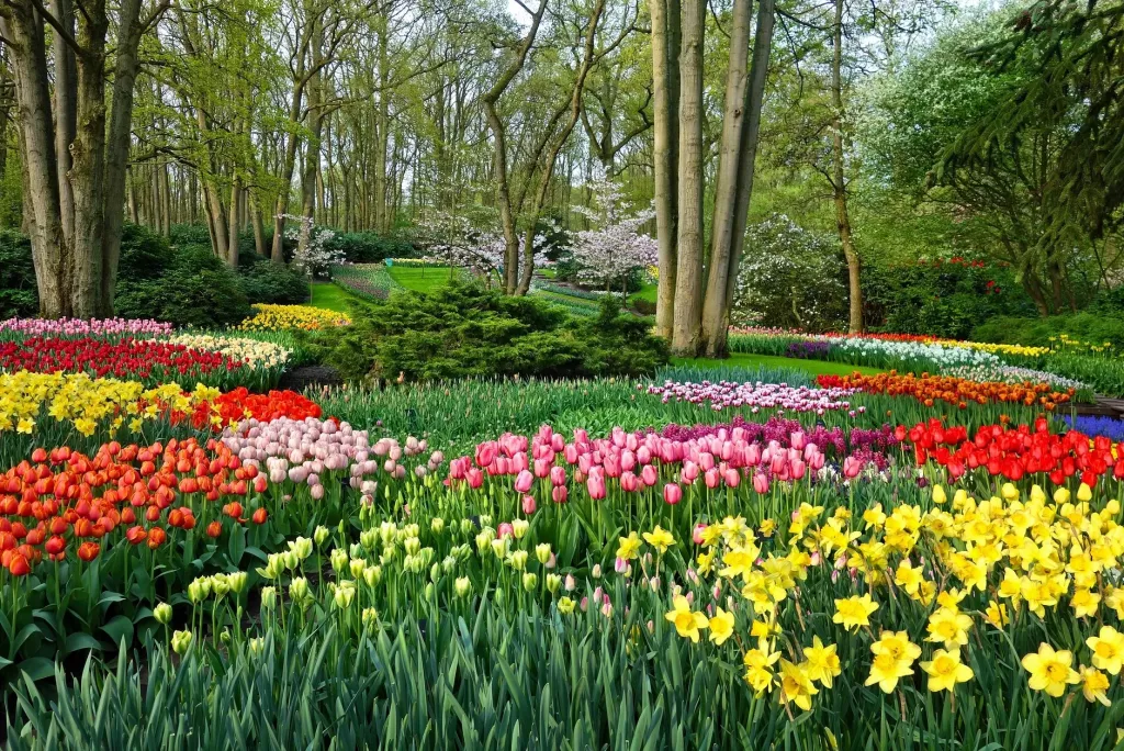 Keukenhof: Keukenhof je největším květinovým parkem nejen v Nizozemsku, ale i v Evropě (Foto: Top.cz)