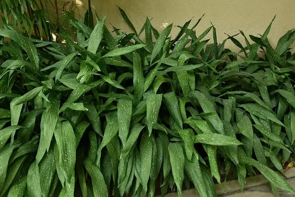 Kořenokvětky: Kořenokvětka vyšší je jednou z prvních pokojových rostlin, které se v našich interiérech zabydlely (Foto: Wikimedia commons)