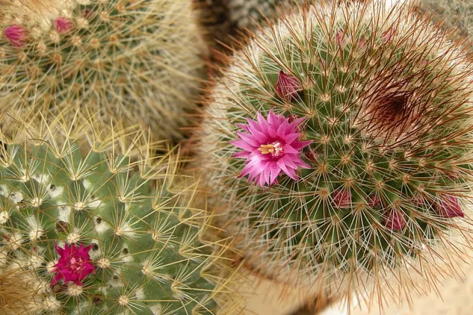 Kaktus: Kaktusy zahrnují asi 1 900 druhů ve 127 rodech. Možnosti jsou tedy přepestré (Foto: Wikimedia commons)