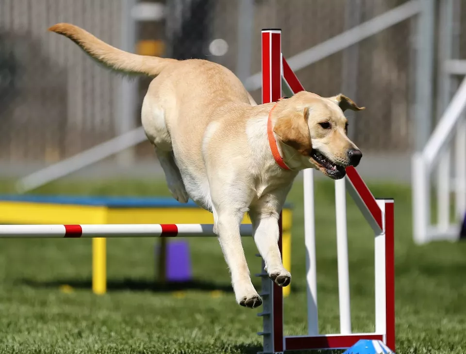 Pes se může zranit třeba při agility (Foto: Pixabay.com)