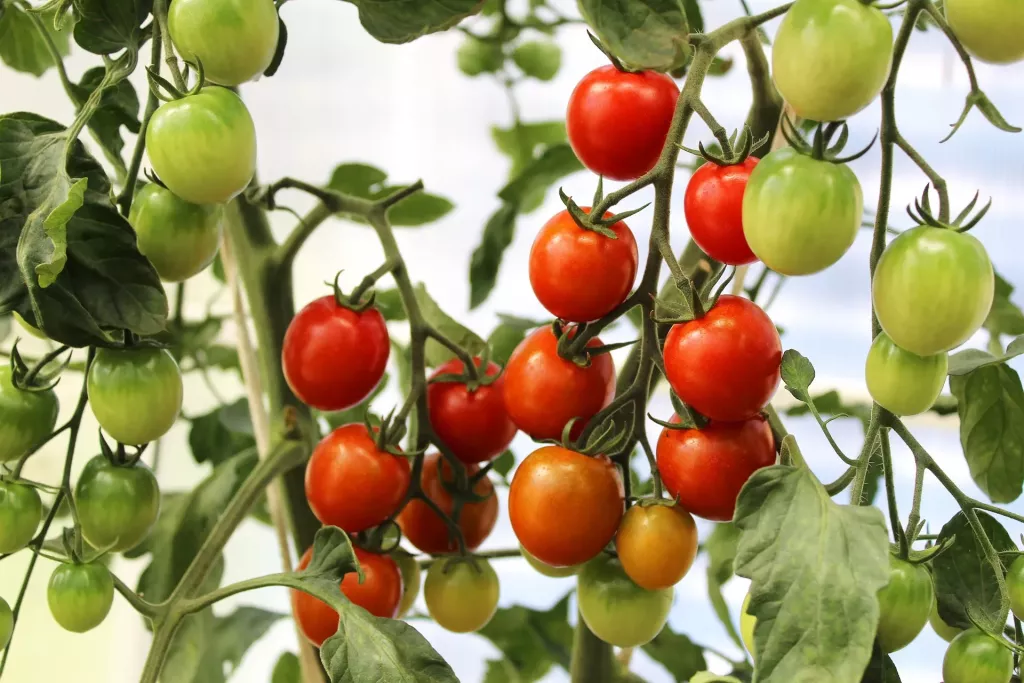 Jak pěstovat keříčková rajčata na balkóně? (Foto: Pixabay)