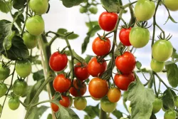 Jak pěstovat keříčková rajčata na balkóně: Průvodce pro začátečníky