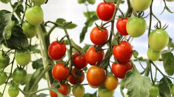 Jak pěstovat keříčková rajčata na balkóně: Průvodce pro začátečníky