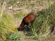 Divoká koza: V hornatém terénu Serra de Tramuntana lze často narazit na skupinky divokých koz (Foto: Top.cz)