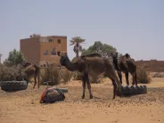 Merzouga: Berberští obyvatelé Merzougy nabízejí převoz přes saharské duny na svých velbloudech (Foto: Top.cz)