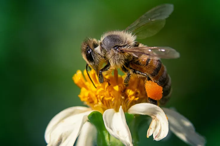 Včela (Foto: Freepik)