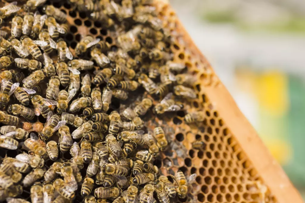 Včely (Foto: Freepik)