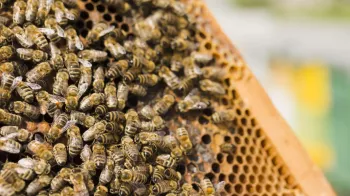 Víte, jaký je rozdíl mezi včelami, vosami a sršněmi?