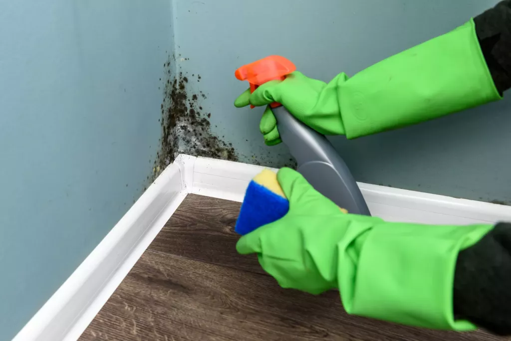 Trápí vás vlhké zdi? (Foto: Elements.envato.com)