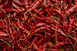 Pikantní svět chilli papriček: Seznamte se s nejznámějšími druhy. Která je nejpálivější?