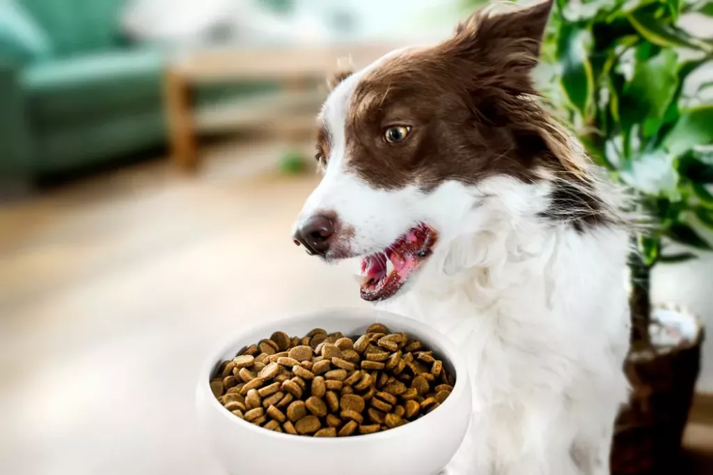 Čím krmíte svého mazlíčka? (Foto: Krasula / Shutterstock)