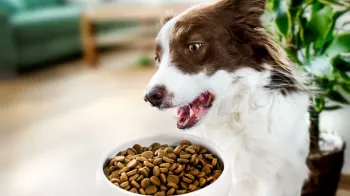 S nadváhou u psa vám mohou pomoci i hypoalergenní granule