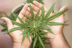 Teenageři a marihuana: Mozek mladých lidí je k náchylnější k poškození vlivem THC