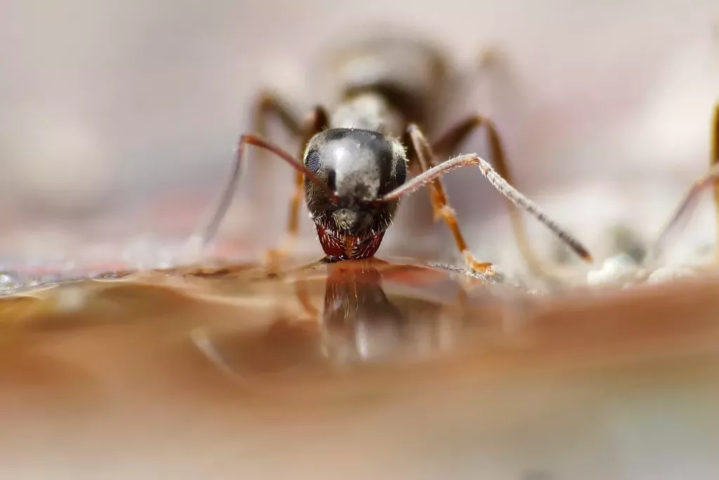 Projektilový mravenec žije v oblastech vlhkých deštných pralesů. (Foto: Pixabay)
