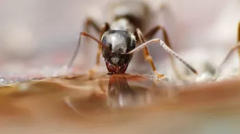 Kousnutí projektilového mravence se používá jako zkouška dospělosti. Bolí to jako průstřel